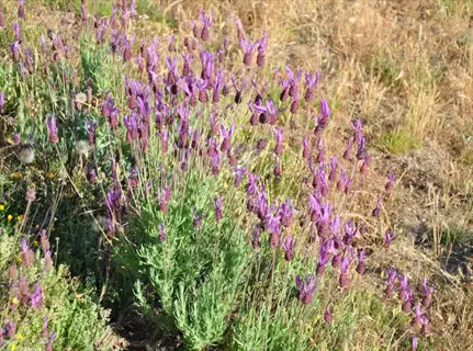 butterfly lavender pedunculata with purple blooms growing in a dry grassy field
