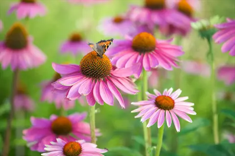 butterfly perched on a purple coneflower bloom in a sunny garden