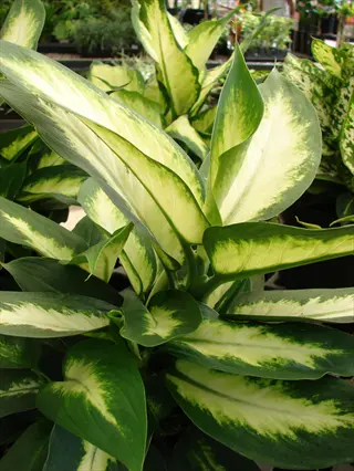 camille dieffenbachia plant with broad green leaves and creamy white variegation