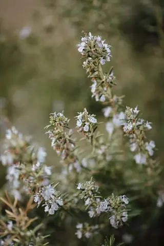 candicans lavender silver plant with pale blossoms and green foliage in soft focus