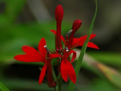 cardinal flower red blossoms with tall buds and green leaves in soft focus