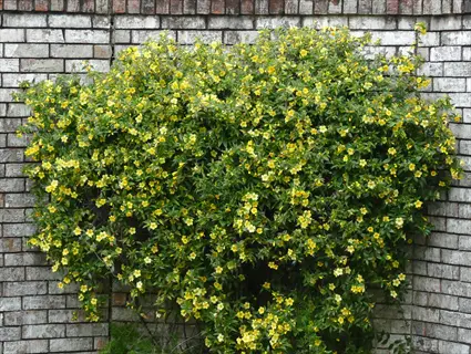carolina jessamine flowers climbing over a brick garden wall