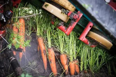 carrot harvest garden with fresh carrots being pulled from soil by harvesting equipment