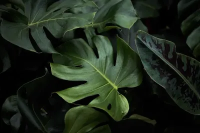 Plant Health