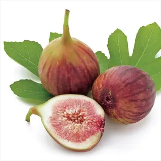 celeste fig fruit with whole and sliced figs on green leaves