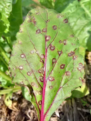 cercospora beet leaf with round tan spots and purple margins in a garden
