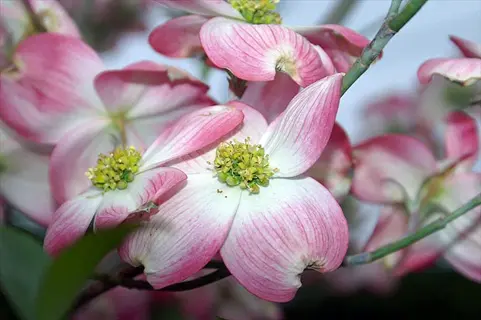 cherokee brave dogwood flowers with pink and white petals blooming on branches