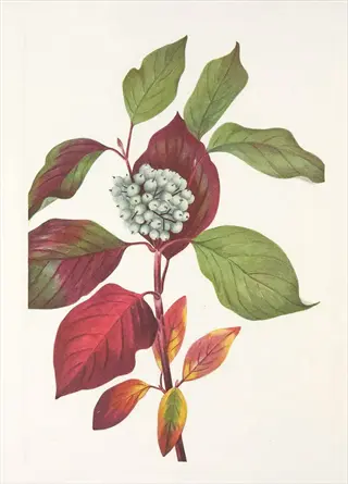cherokee chief dogwood blooms on an illustrated branch with red bracts, green leaves, and pale berries