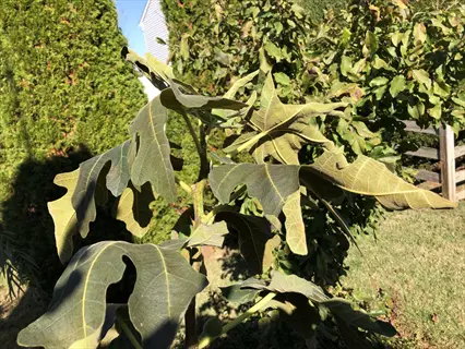 chicago hardy fig tree with broad green leaves growing in a sunny garden