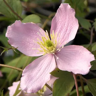 clematis montana pink flowers with yellow stamens and green leaves