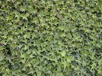 close-up of a dense needlepoint ivy plant with green pointed leaves
