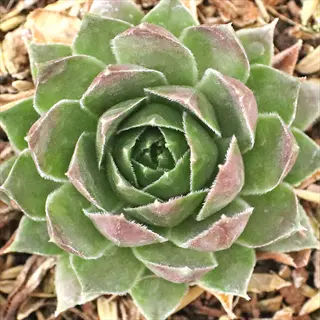 close-up of a green and pink hopewell sempervivum rosette in mulch