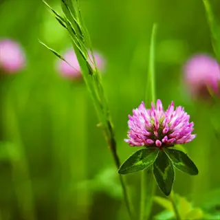 close-up of a pink crimson clover bloom in a green meadow