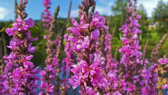 close-up of a pink lavender plant blooming by a pond in bright sunlight