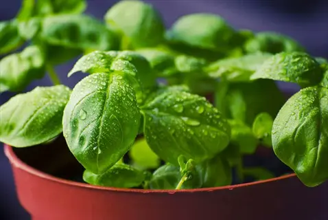 close-up of a sweet basil plant in a red pot with water droplets on green leaves