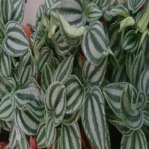 close-up of a watermelon peperomia plant with striped green leaves