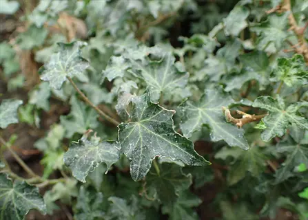 close-up of an ivalace ivy plant with curled green leaves