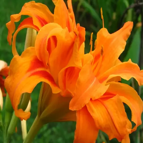 close-up of an orange daylily bloom with curled petals against green foliage