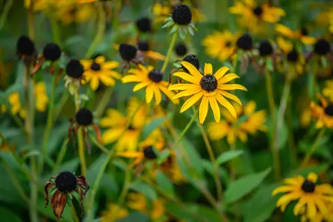 close-up of black eyed susan flowers blooming in a green garden