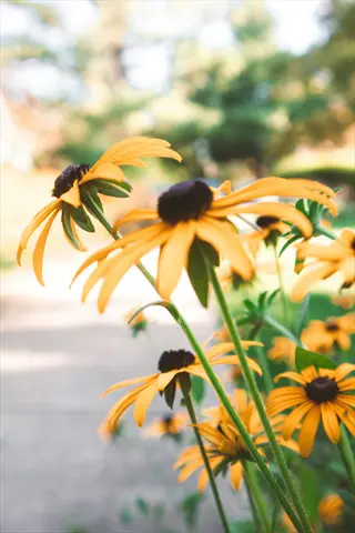 close-up of black-eyed susan flowers blooming in warm sunlight along a garden path