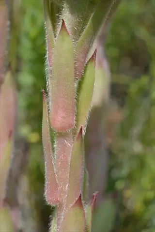 close-up of blood tip sempervivum leaves with green and reddish pointed tips