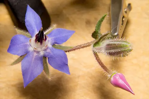 close-up of borage blue flowers with fuzzy buds and a pink unopened bud