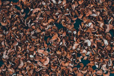 close-up of cocoa hull mulch made of brown shell fragments