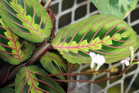 close-up of colorful red prayer plant leaves with pink veins and small pale flowers