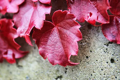 close-up of crimson red autumn ivy leaves against a textured stone wall