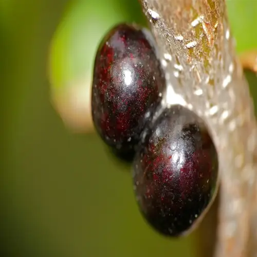 close-up of dark scale insects branch on a plant stem