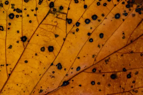 close-up of diseased maple leaves tar spots on orange autumn foliage