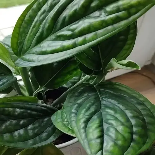 close-up of glossy green monstera peru leaves with textured veining in a potted plant