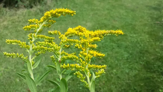 close-up of goldenrod flowers garden with green lawn in the background