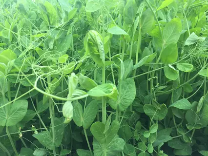 close-up of green plants in a winter peas field