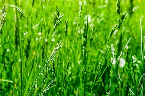 close-up of green stalks growing in a winter rye field