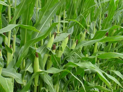 close-up of green stalks in a sweet corn field with ears growing among leaves