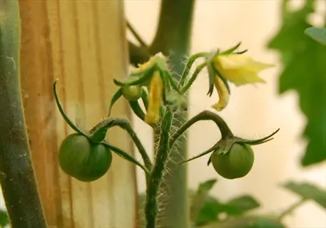 close-up of green tomato plant fruit growing beside yellow blossoms and stems