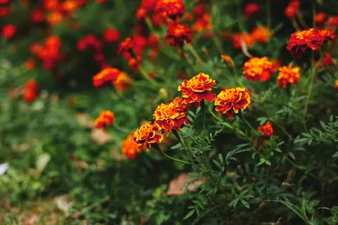 close-up of orange and red french marigold flowers blooming in a green garden