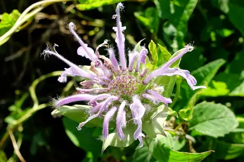 close-up of pale purple wild bergamot flowers blooming among green leaves