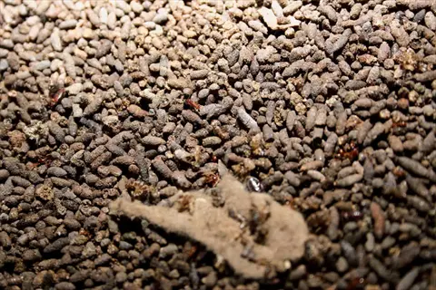 close-up of pelletized bat guano fertilizer on soil