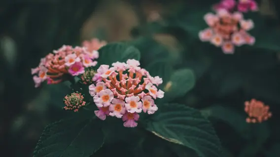close-up of pink and orange lantana flowers cluster with dark green leaves
