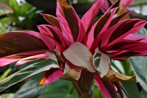 close-up of pink, burgundy and green silver band maranta foliage in bright sunlight