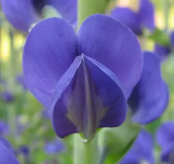 close-up of purple false indigo baptisia flower in soft green foliage
