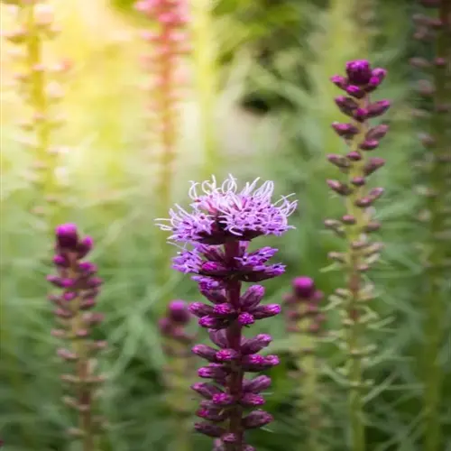 close-up of purple liatris flowers blooming in a soft green garden background