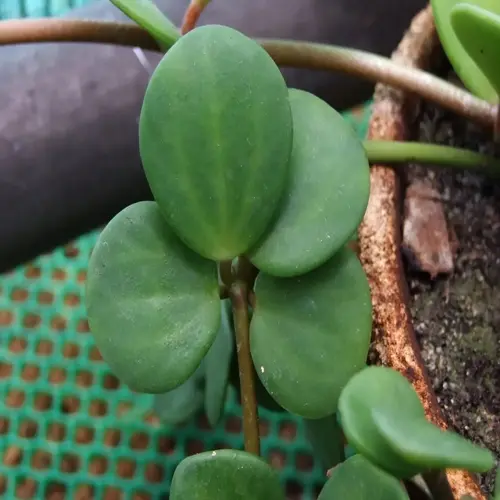 close-up of round green leaves on a peperomia hope plant in a pot