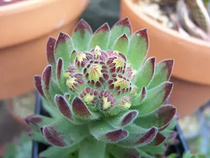 close-up of royanum sempervivum rosette with green leaves and burgundy tips in a pot