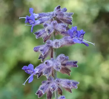 close-up of russian sage purple flowers with fuzzy stems against a soft green background