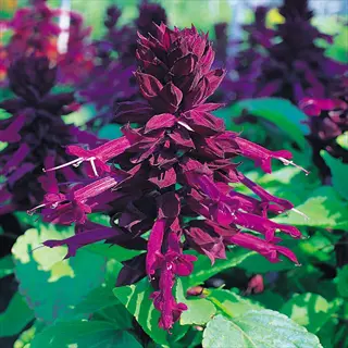 close-up of salvia purple spikes with vivid magenta flowers and green leaves