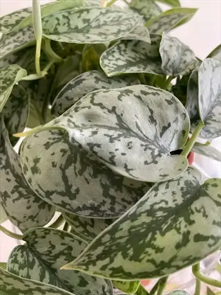close-up of scindapsus pictus silver lady leaves with silvery variegation