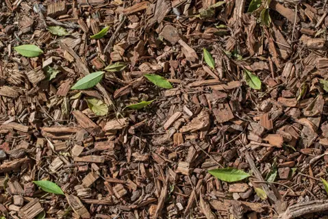 close-up of shredded leaf mulch with wood chips and scattered green leaves